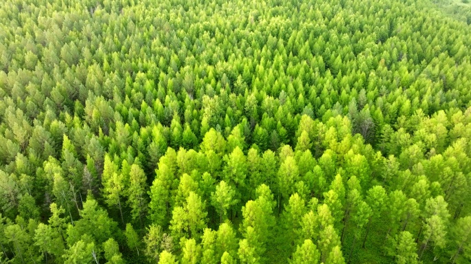 森林生态大自然松树林