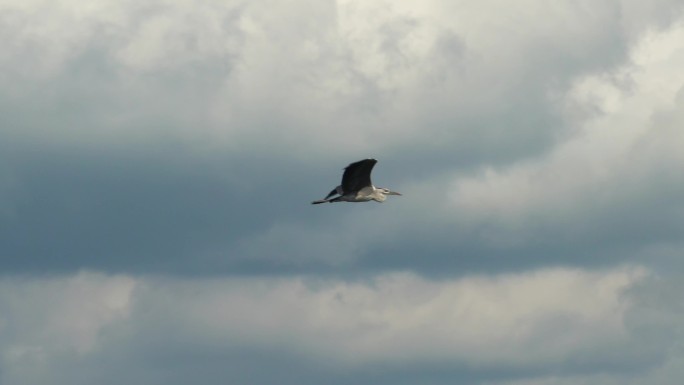 大理洱海的水鸟翱翔天际7