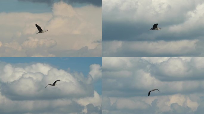 大理洱海的水鸟翱翔天际7