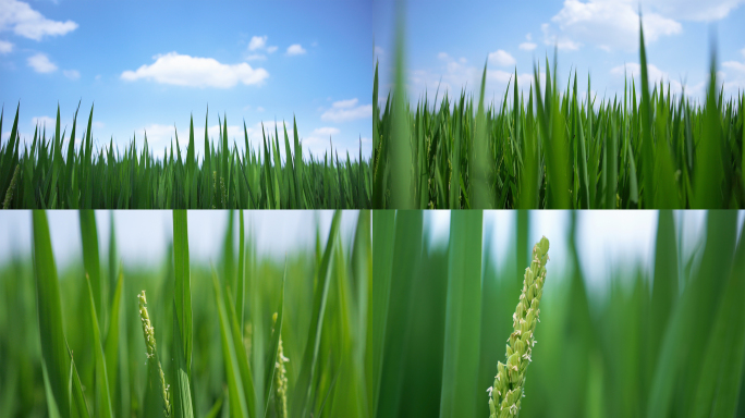 夏季的绿色稻田