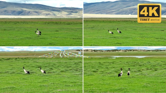 夏天绿草地上的黑颈鹤 阿里