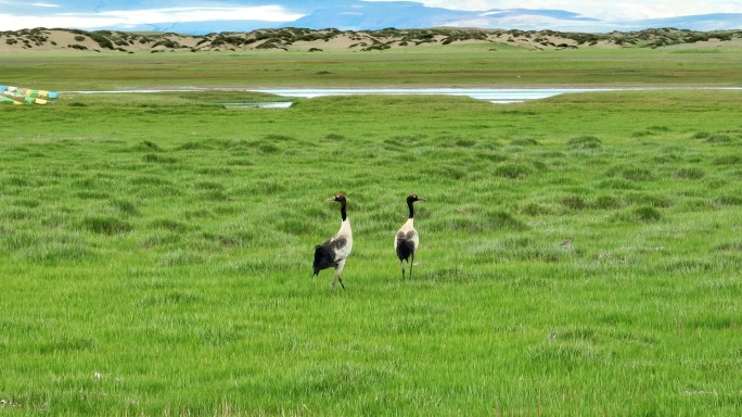 夏天绿草地上的黑颈鹤 阿里