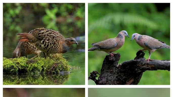 鸟森林阳光生态、南岭生态环境10种鸟合集