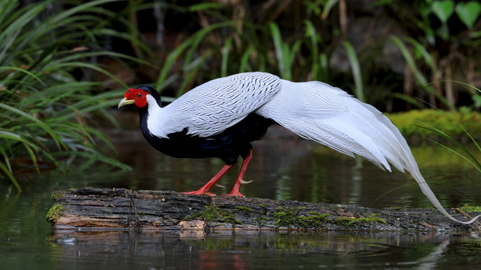 鸟森林阳光生态、南岭生态环境10种鸟合集