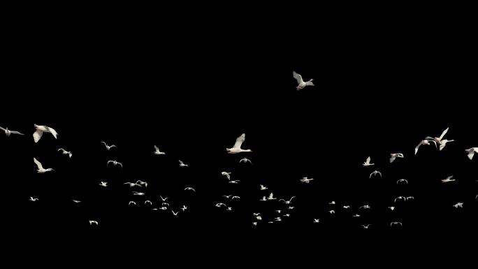 群鸟盘旋-4K