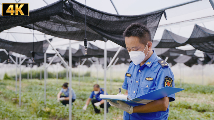 4K蔬菜抽检市场监察大棚蔬菜食品安全检测