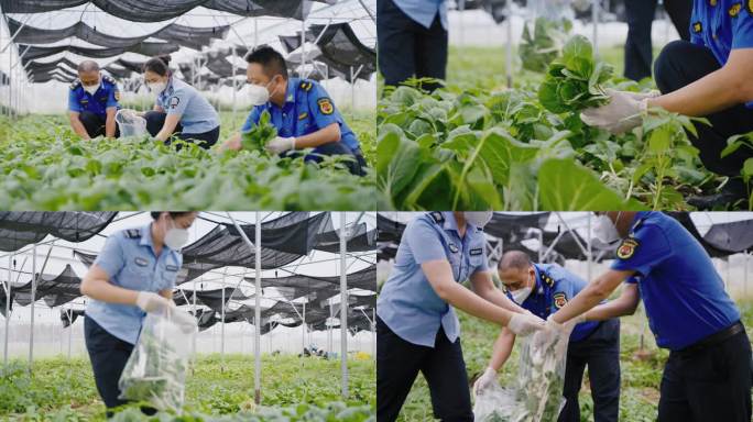 4K蔬菜抽检市场监察大棚蔬菜食品安全检测