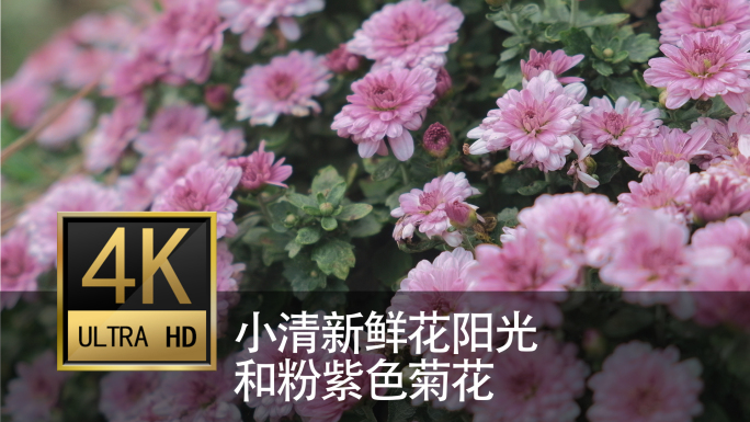 小清新鲜花阳光和粉紫色菊花_高清4k合集