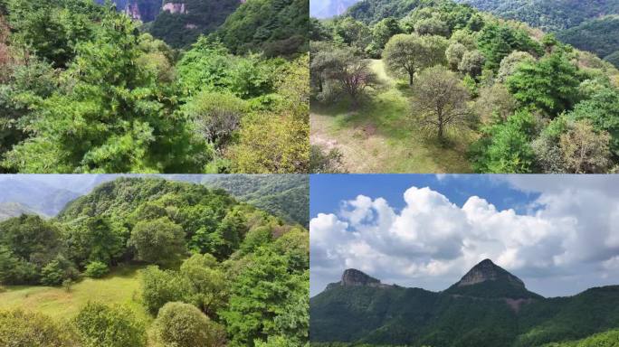 中条山原始森林 原生态古树 松树林 大山