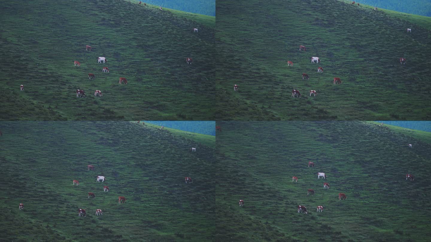 高原山坡上牛群羊群在吃草