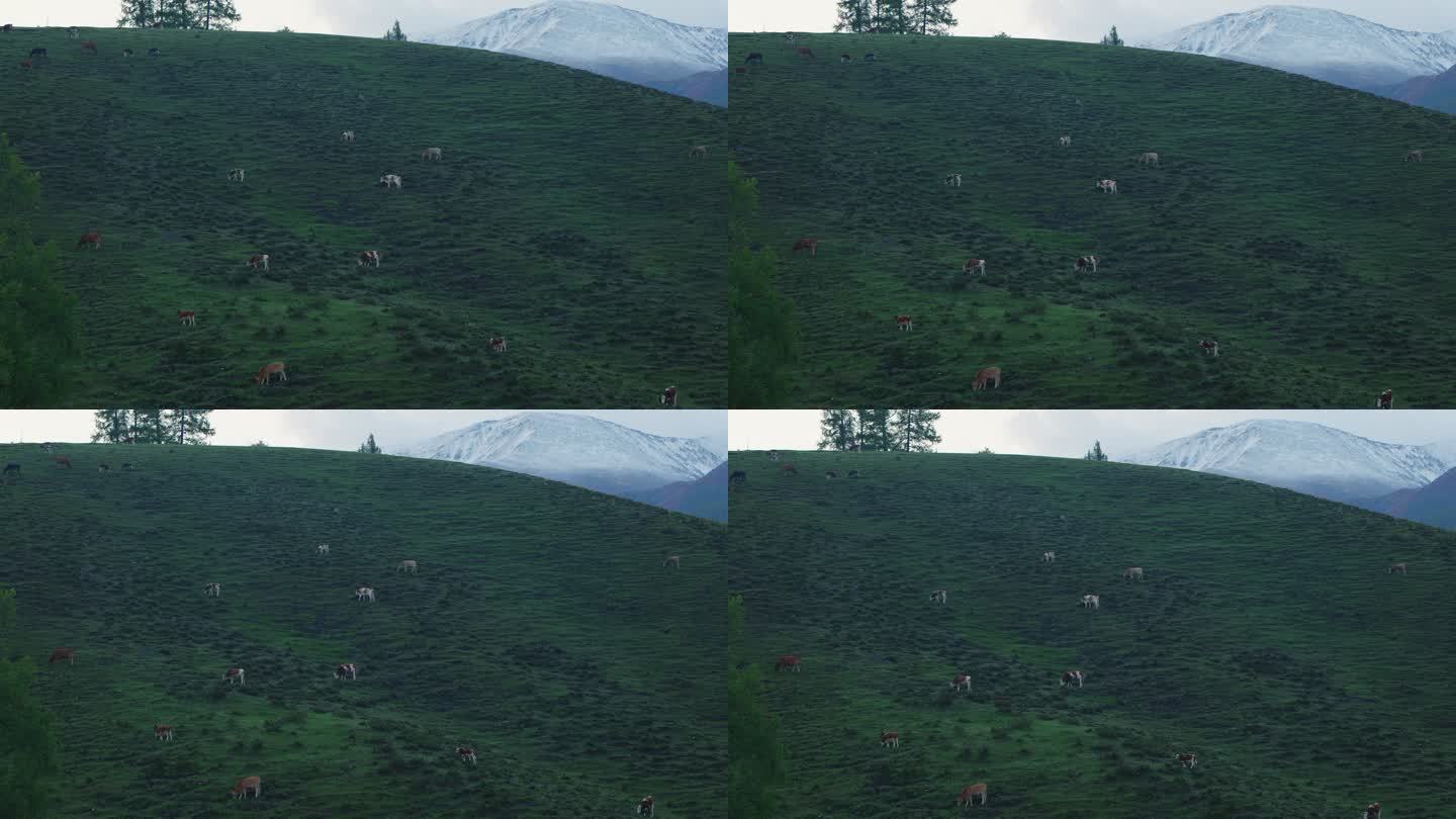 高原山坡上牛群羊群在吃草