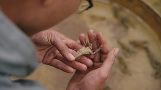 小龙虾养殖虾龙虾稻虾水稻稻田养殖