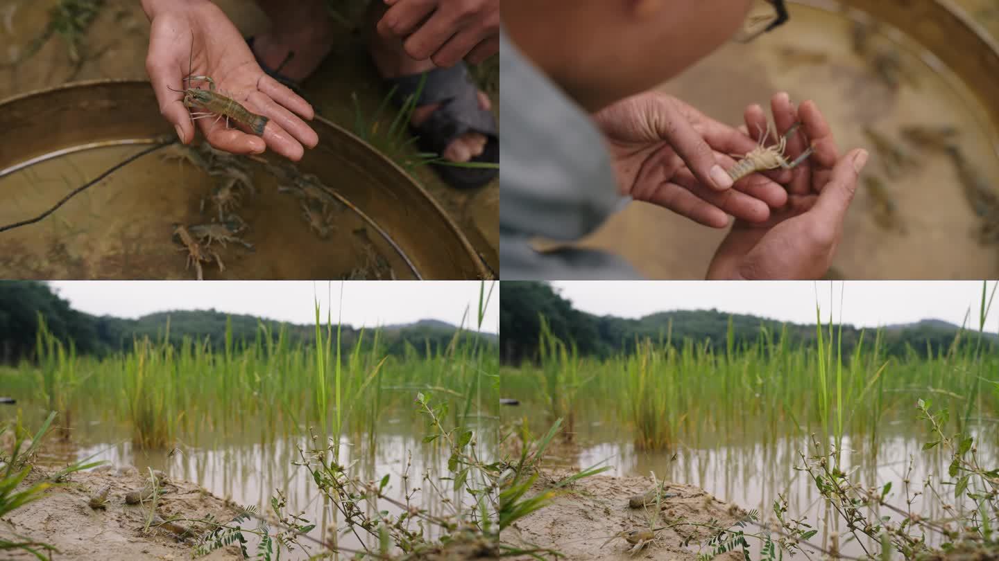 小龙虾养殖虾龙虾稻虾水稻稻田养殖