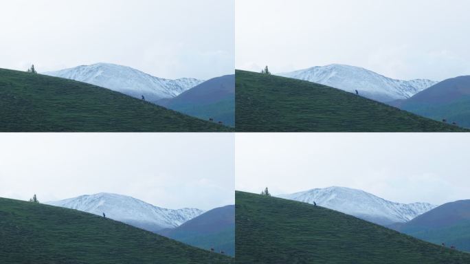 男人不屈登顶雪山向上攀登