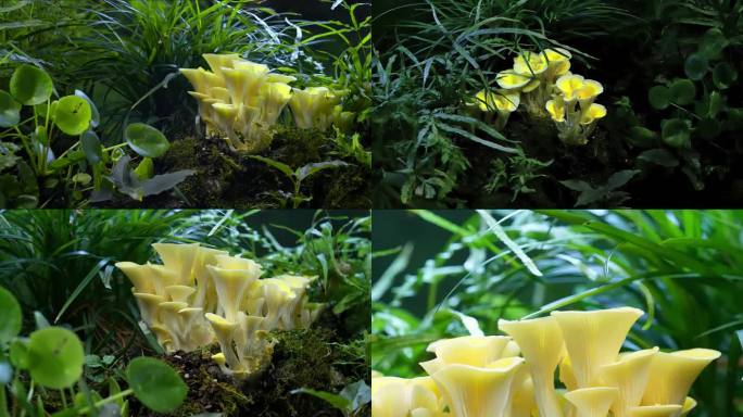 延时拍摄 蘑菇 菌菇 榆黄菇 金顶侧耳