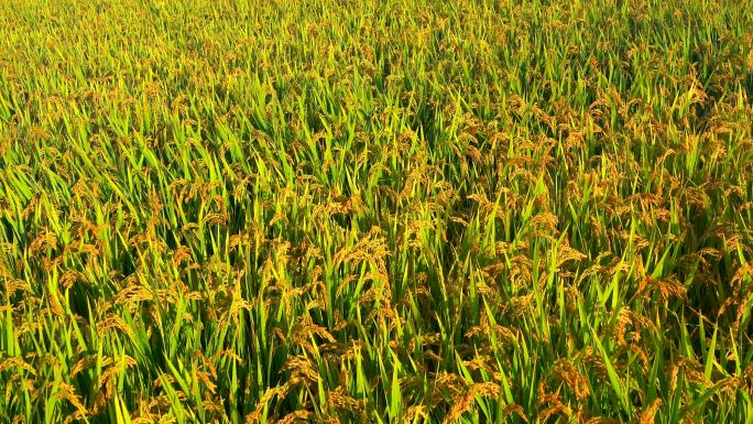 水稻 水稻收割农业唯美稻田