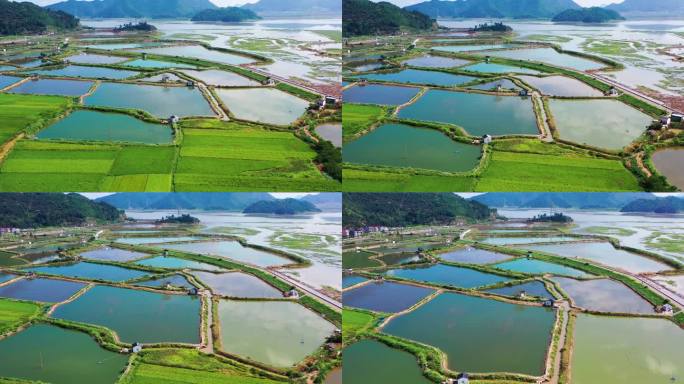 浙江三门，横渡，养殖场，三门青蟹