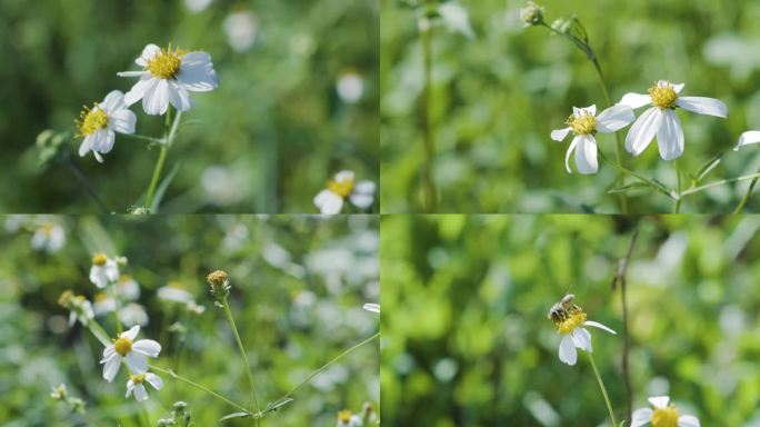 山野小白花与蜜蜂（1080）