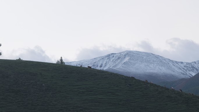 男人登顶雪山向上攀登着