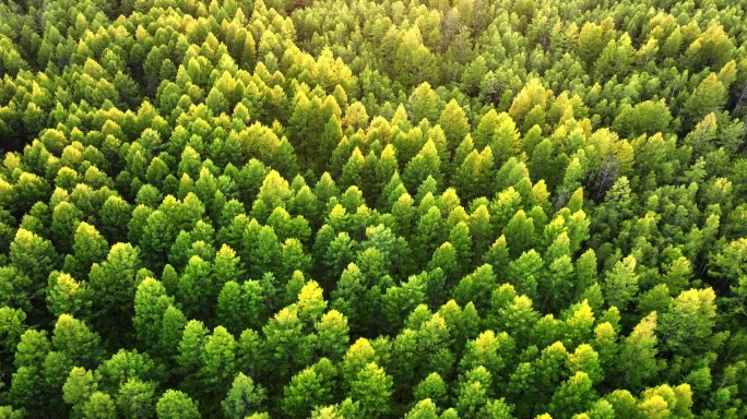 森林阳光自然风景生态环境