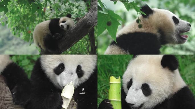 熊猫 卧龙熊猫基地   大自然 动物生态