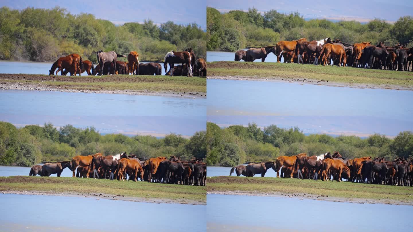 新疆 昭苏 湿地公园 马 马群  马喝水