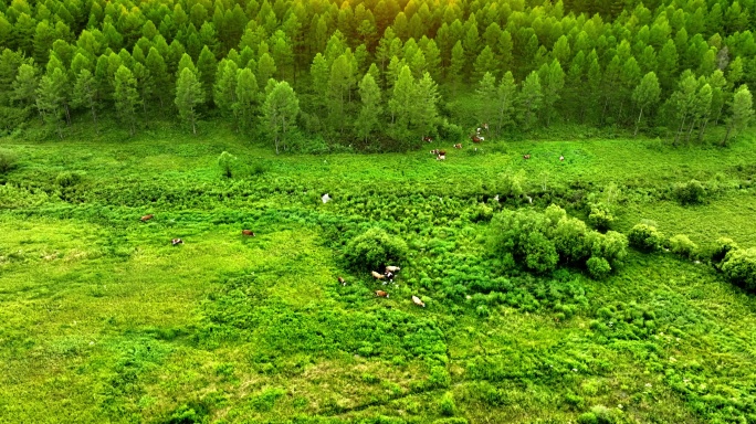 森林草原牧场