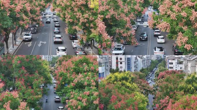 航拍道路两旁的栾树栾花