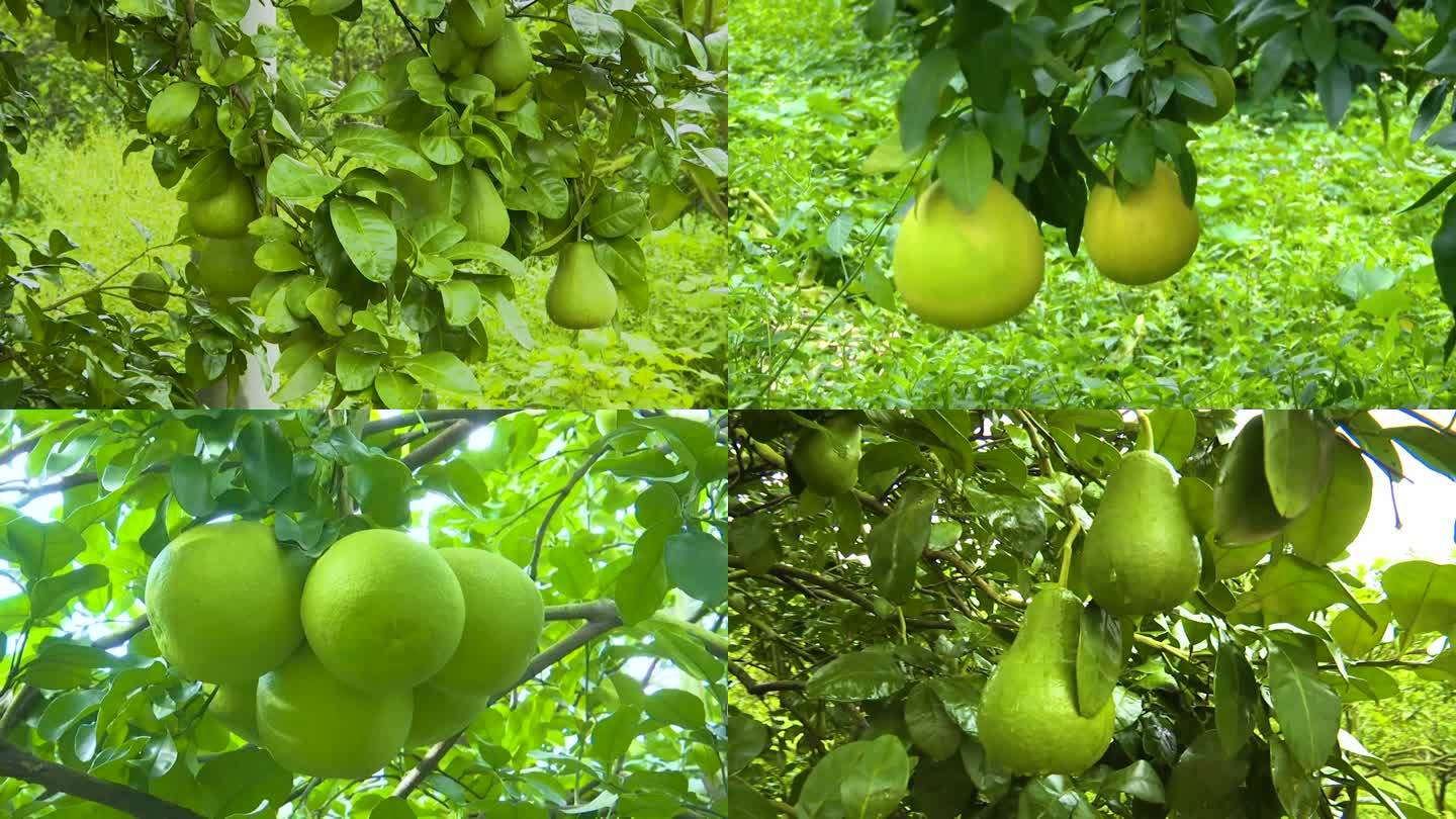 （合集）航拍柚子基地 丰收柚子