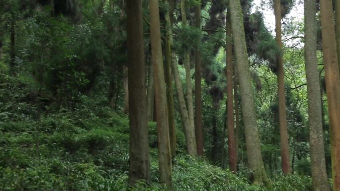 C四川成都青城山穿越丛林高清实拍视频