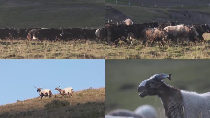 草原 牛羊群