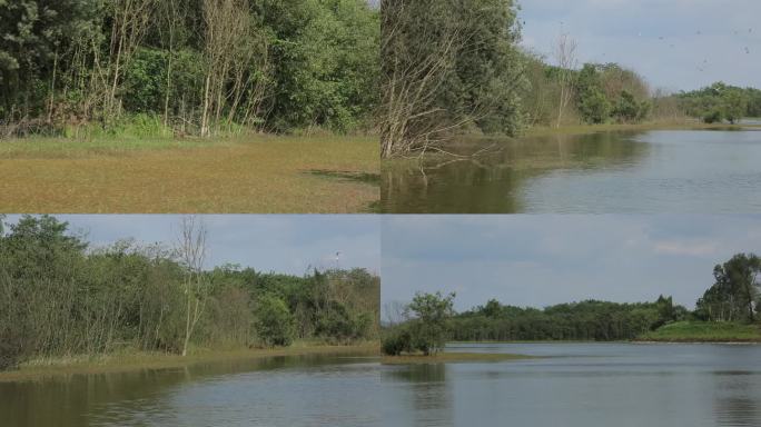 C四川成都湿地高清实拍