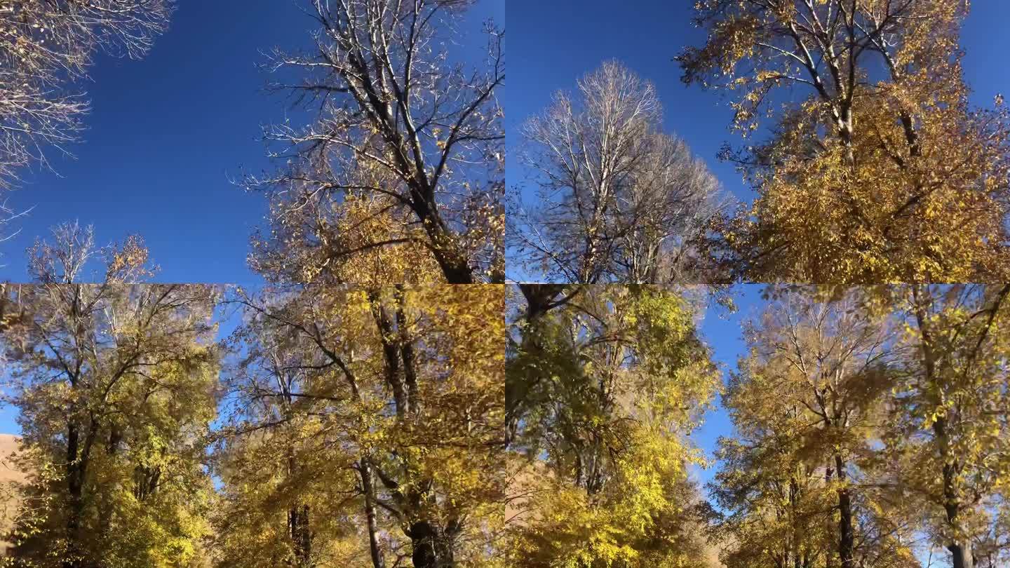 秋天蓝天下的树