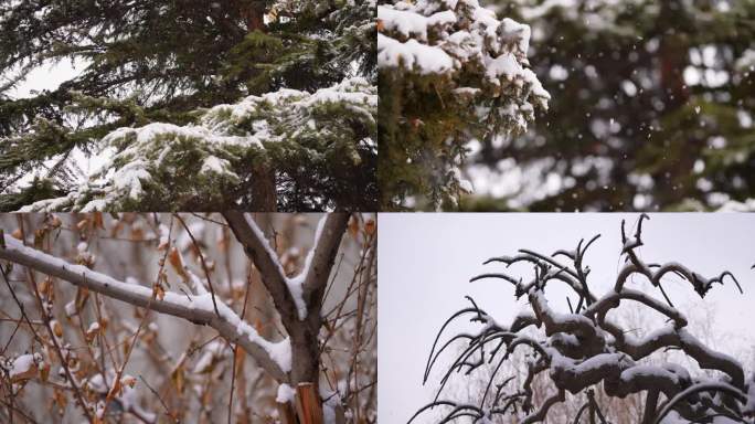 冬天下雪树叶落雪