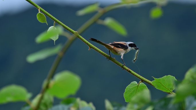 棕背伯劳吃毛虫