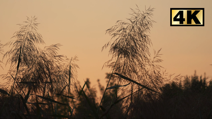 芦苇飘摇