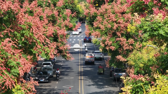 航拍道路两旁的栾树栾花