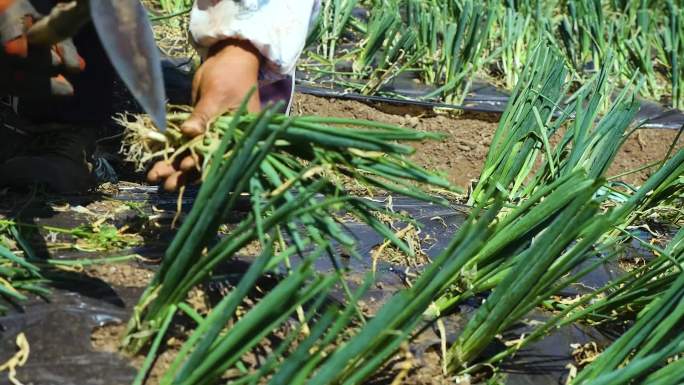 香葱种植基地大葱采摘冲洗农民种植