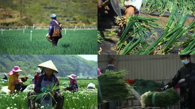 香葱种植基地大葱采摘冲洗农民种植