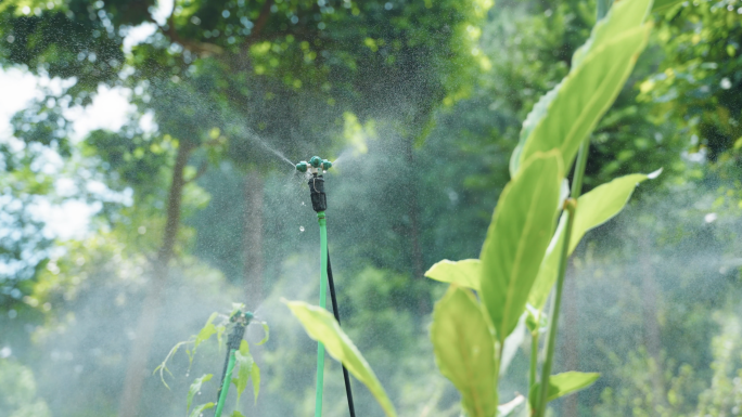 水肥一体化栽培 喷淋系统