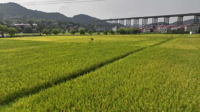 丰收 稻谷  农业