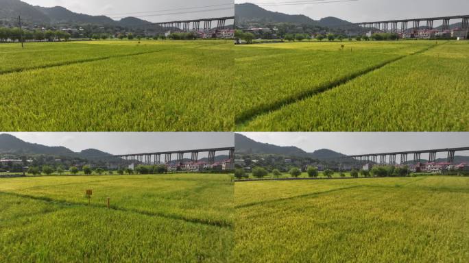 丰收 稻谷  农业