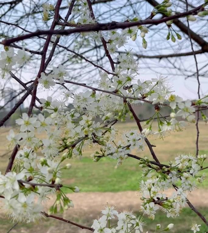 李花与蜜蜂