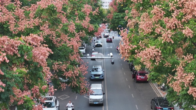 航拍道路两旁的栾树栾花