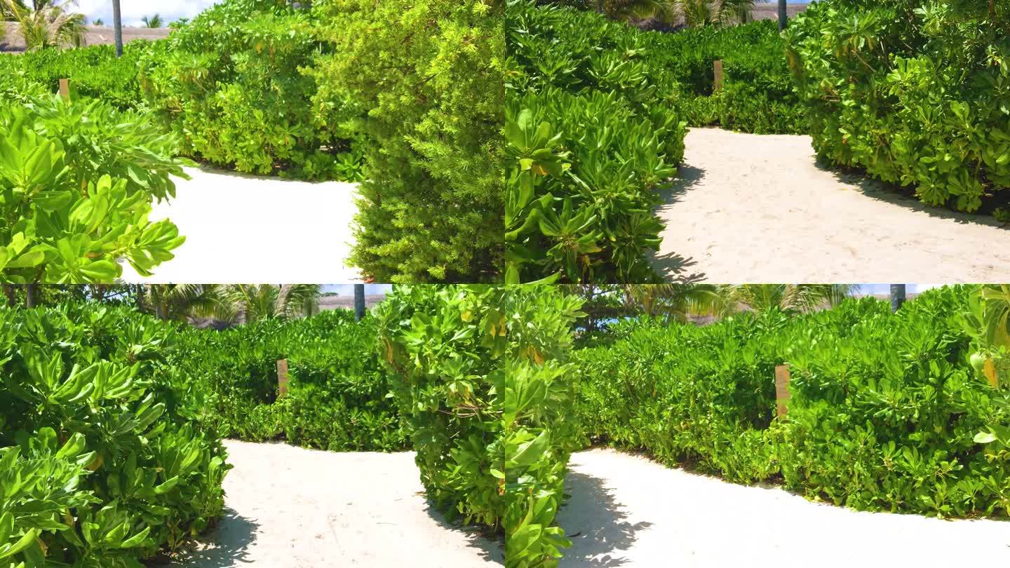 马尔代夫沙滩绿篱小径