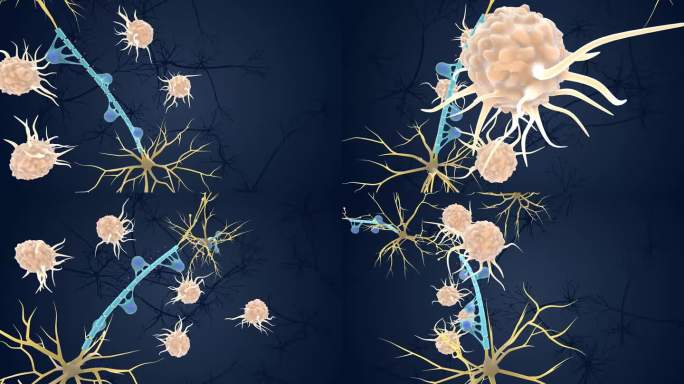 神经元 免疫系统 神经系统 展示3D动画