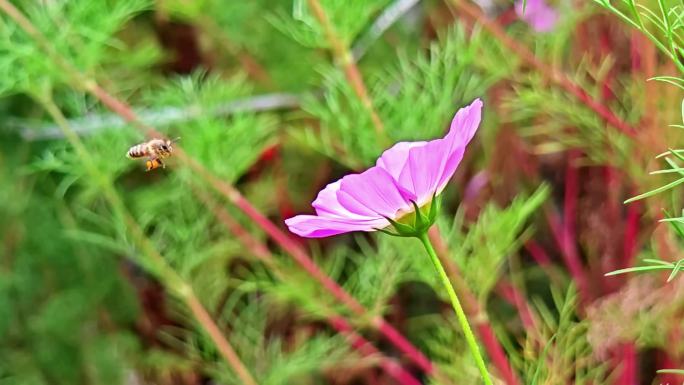 蜜蜂采花 高原格桑花 慢动作