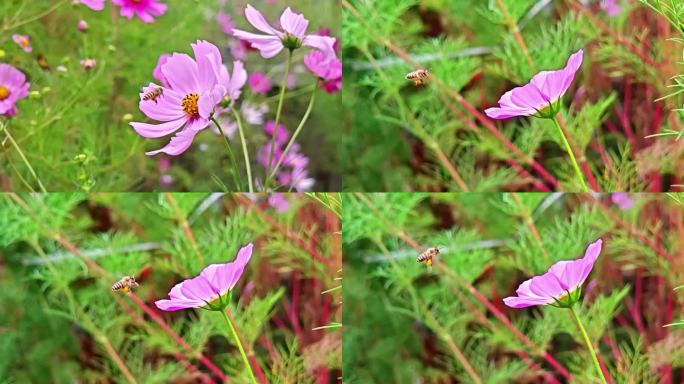 蜜蜂采花 高原格桑花 慢动作