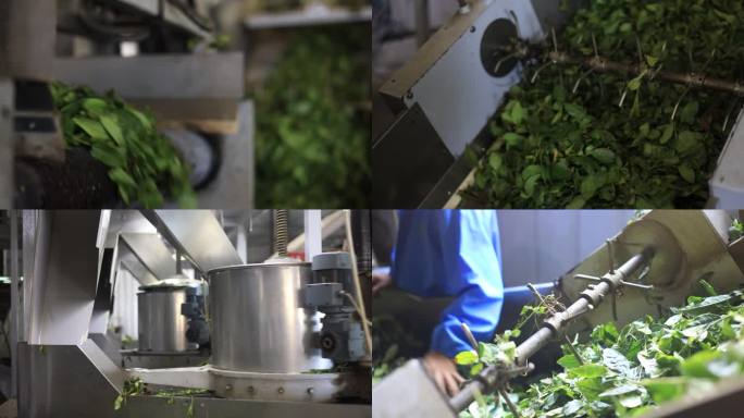 茶叶制作茶厂茶叶车间口粮茶便宜茶