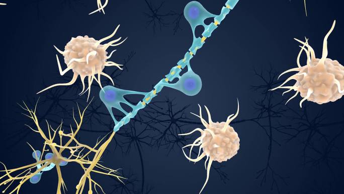 神经 免疫 系统 髓鞘 受到攻击医学动画